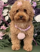 Brownie , a female Poodle - Toy  for sale in Temecula, CA – 6 of 6