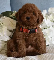 Teddy, a male Poodle - Toy  for sale in Temecula, CA – Photo 2 of 5
