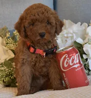 Teddy, a male Poodle - Toy  for sale in Temecula, CA – Photo 4 of 5