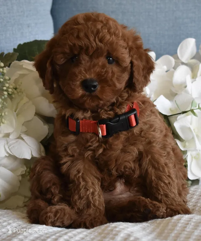 Teddy – Poodle - Toy  puppy for sale in Temecula, CA