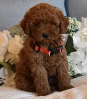 Teddy, a male Poodle - Toy  for sale in Temecula, CA – Photo 3 of 5