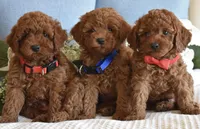 Teddy, a male Poodle - Toy  for sale in Temecula, CA – Photo 5 of 5