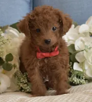 Pewee, a male Poodle - Toy  for sale in Temecula, CA – Photo 3 of 8