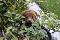 Pewee, a male Poodle - Toy  for sale in Temecula, CA – Photo 6 of 8