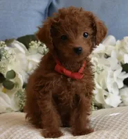 Pewee, a male Poodle - Toy  for sale in Temecula, CA – Photo 8 of 8