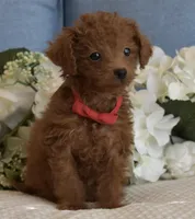 Pewee, a male Poodle - Toy  for sale in Temecula, CA – Photo 2 of 8