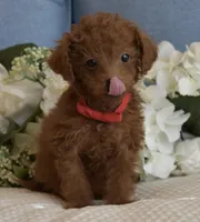 Pewee, a male Poodle - Toy  for sale in Temecula, CA – Photo 5 of 8