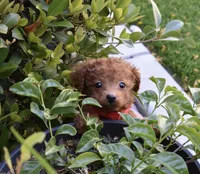 Pewee, a male Poodle - Toy  for sale in Temecula, CA – Photo 7 of 8