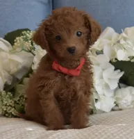 Pewee, a male Poodle - Toy  for sale in Temecula, CA – Photo 4 of 8