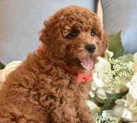 Elvis , a male Poodle - Toy  for sale in Temecula, CA – 3 of 5