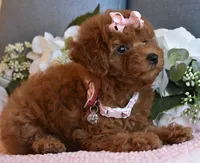 Twinkie , a female Poodle - Toy  for sale in Temecula, CA – 5 of 6