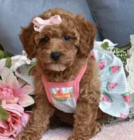 Zelda , a female Poodle - Toy  for sale in Temecula, CA – 2 of 5