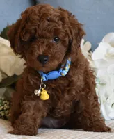 Chester , a male Poodle - Toy  for sale in Temecula, CA – 4 of 5