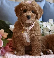 Hula , a female Poodle - Toy  for sale in Temecula, CA – 2 of 5