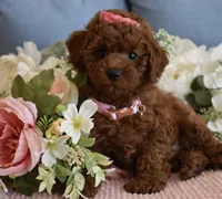 Harper , a female Poodle - Toy  for sale in Temecula, CA – 4 of 6