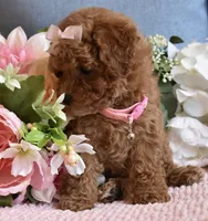 ChaCha , a female Poodle - Toy  for sale in Temecula, CA – 4 of 5