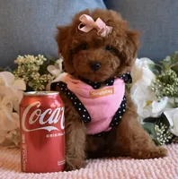 Twinkie , a female Poodle - Toy  for sale in Temecula, CA – 2 of 6