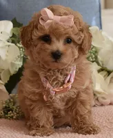 Macy , a female Poodle - Toy  for sale in Temecula, CA – 5 of 7
