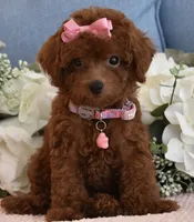 Coco, a female Poodle - Toy  for sale in Temecula, CA – 6 of 6