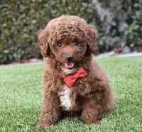 Teddy , a male Poodle - Toy  for sale in Temecula, CA – 4 of 9