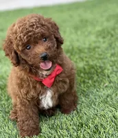 Teddy , a male Poodle - Toy  for sale in Temecula, CA – 3 of 9
