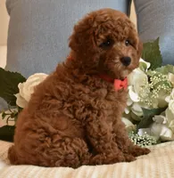 Elvis , a male Poodle - Toy  for sale in Temecula, CA – 4 of 5