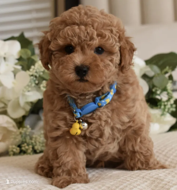 Bubba – Poodle - Toy  puppy for sale in Temecula, CA