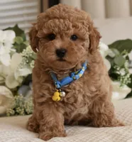 Bubba, a male Poodle - Toy  for sale in Temecula, CA – 1 of 5