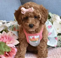 Zelda , a female Poodle - Toy  for sale in Temecula, CA – 4 of 5