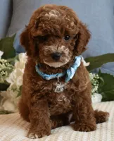 Stash, a male Poodle - Toy  for sale in Temecula, CA – 2 of 5