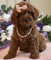 Mia, a female Poodle - Toy  for sale in Temecula, CA – 4 of 5