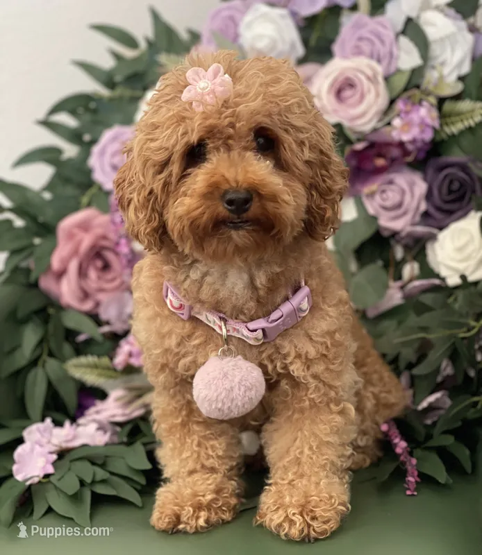 Brownie  – Poodle - Toy  puppy for sale in Temecula, CA