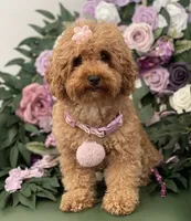 Brownie , a female Poodle - Toy  for sale in Temecula, CA – 1 of 6
