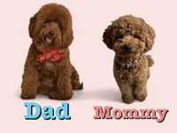 Cali Girl , a female Poodle - Miniature  for sale in Temecula, CA – 7 of 7
