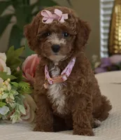 Willow , a female Poodle - Toy  for sale in Temecula, CA – 3 of 5