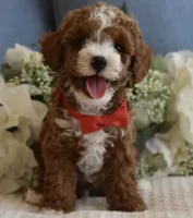 Blaze , a male Poodle - Toy  for sale in Temecula, CA – 2 of 6