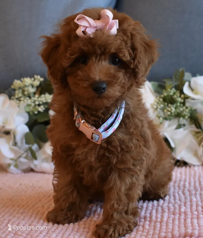 Queenie , a female Poodle - Toy  for sale in Temecula, CA – 1 of 4