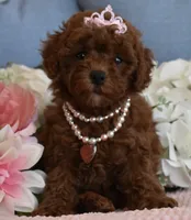 Hazel, a female Poodle - Toy  for sale in Temecula, CA – 3 of 6