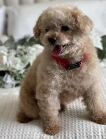 Louie , a male Poodle - Toy  for sale in Temecula, CA – 5 of 7