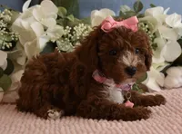 Star , a female Poodle - Toy  for sale in Temecula, CA – 4 of 5