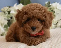 Pierre , a male Poodle - Toy  for sale in Temecula, CA – 4 of 5