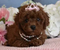 Hazel, a female Poodle - Toy  for sale in Temecula, CA – 2 of 6