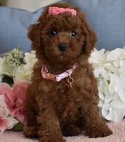 Harper , a female Poodle - Toy  for sale in Temecula, CA – 3 of 6