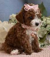 Bindy , a female Poodle - Toy  for sale in Temecula, CA – 4 of 6