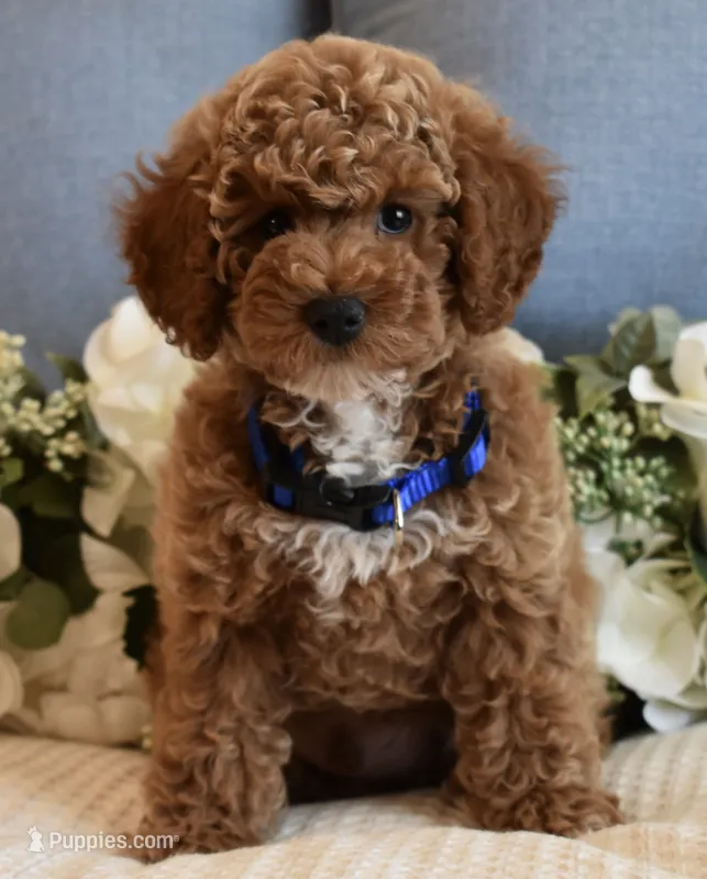 Caleb  – Poodle - Toy  puppy for sale in Temecula, CA
