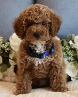Caleb , a male Poodle - Toy  for sale in Temecula, CA – 1 of 6