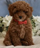 Pierre , a male Poodle - Toy  for sale in Temecula, CA – 3 of 5