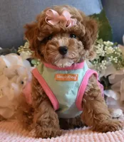 CeCe, a female Poodle - Toy  for sale in Temecula, CA – 2 of 5