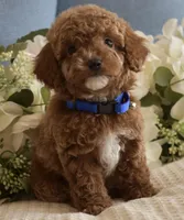 Kirby , a male Poodle - Toy  for sale in Temecula, CA – Photo 3 of 6
