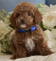 Kirby , a male Poodle - Toy  for sale in Temecula, CA – Photo 5 of 6